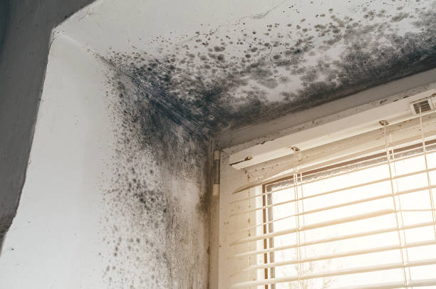 Affordable Crawl Space Mold Removal solutions in Barrington, IL